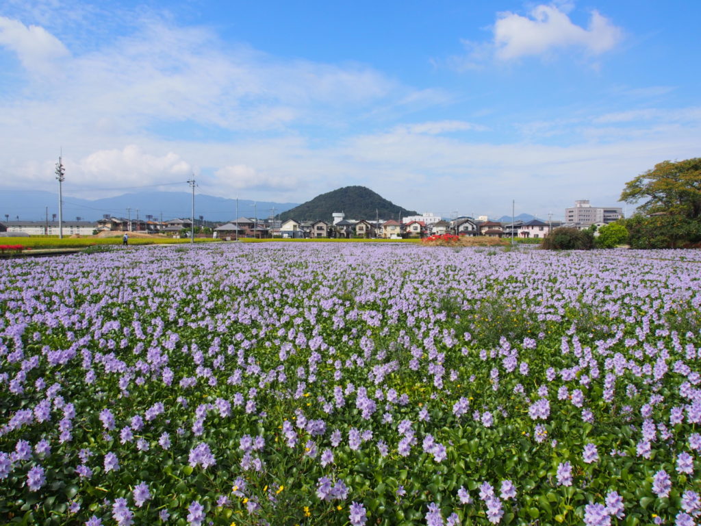 畝傍山と本薬師寺跡のホテイアオイ